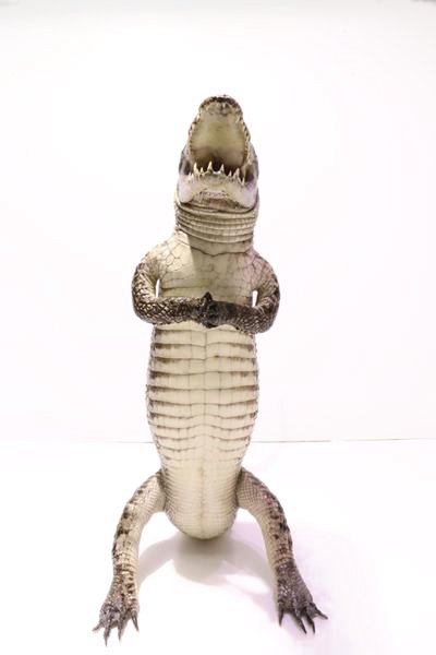 Чучело настоящего крокодила S-532N22 маленькое